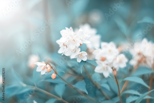 Small white primroses flowers in the forest. Delicate spring art image, toned turquoise color. Sunny day. Selective soft focus.