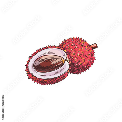 Litchi isolated fruit tropical dessert sketch. Vector lychee whole and peeled half, exotic food