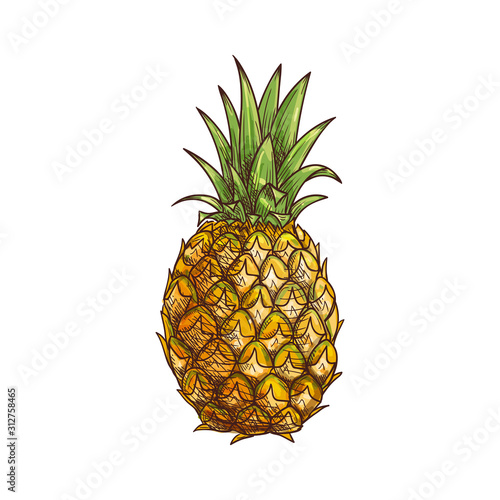 Exotic pineapple isolated tropical whole fruit sketch. Vector ananas with green leaves, vegetarian food dessert