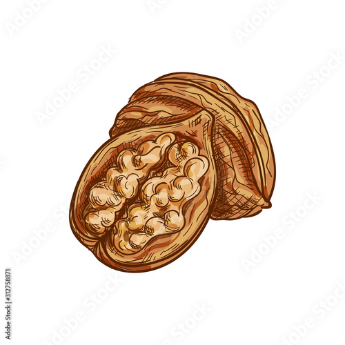 Brown walnut with edible kernel isolated whole and cut sketch. Vector opened nutshell food snack