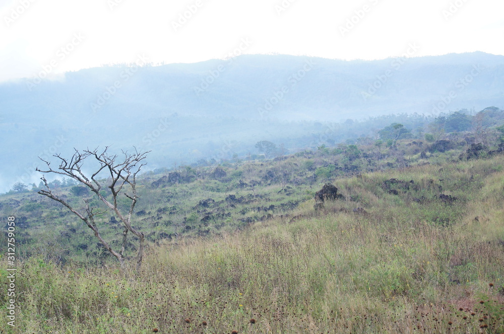 wilderness with the dominance of trees, grass and other plants in the mountains wilderness with the dominance of trees, grass and other plants in the mountains