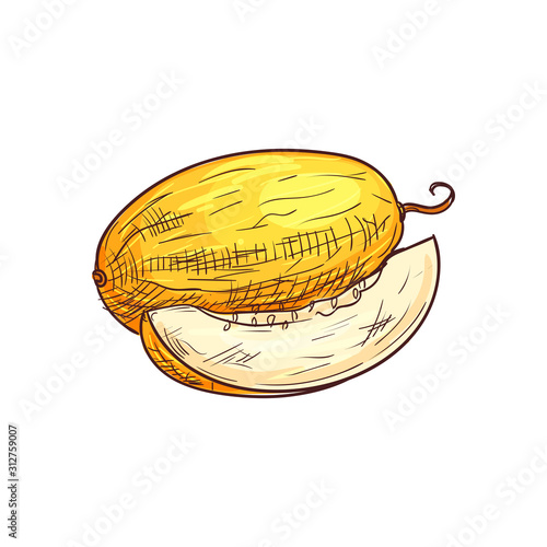 Yellow ripe melon isolated sketch. Vector tropical food dessert, muskmelon fruit