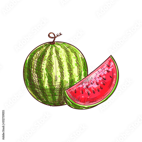 Watermelon sketch isolated berry fruit. Vector striped juicy melon, vegetarian food