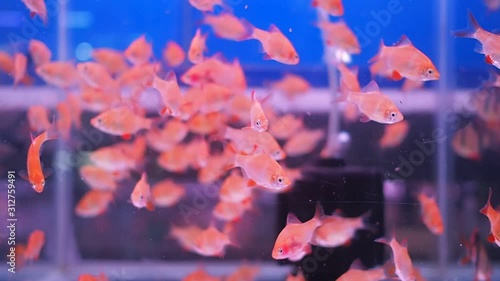 Small orange fishes herd swimming in aquarium tank.