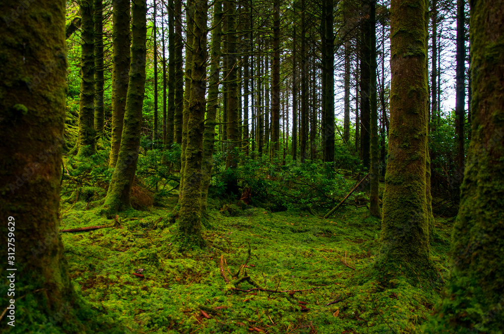Mossy forest in Ireland