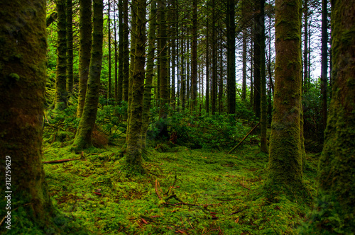 Fototapeta Naklejka Na Ścianę i Meble -  Mossy forest in Ireland
