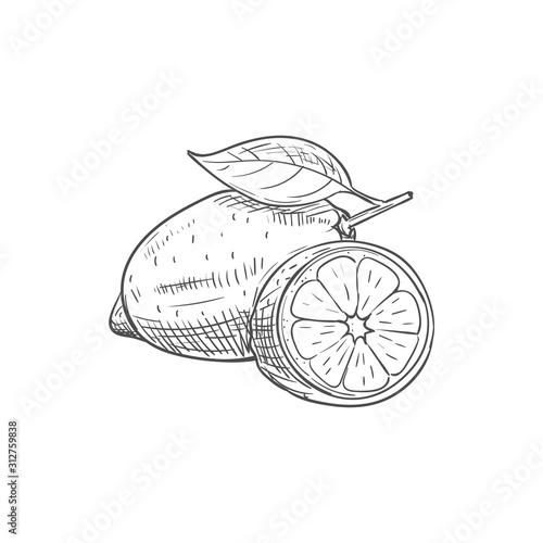 Lemon fruit sketch. Vector isolated whole organic natural lemon or lime citrus fruit