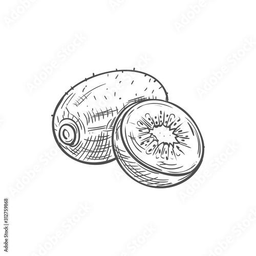 Kiwi tropical fruit sketch. Vector isolated organic whole exotic kiwi fruit