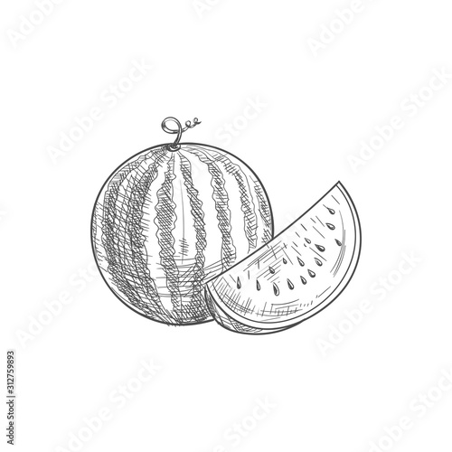 Ripe striped watermelon and piece fruit isolated sketch
