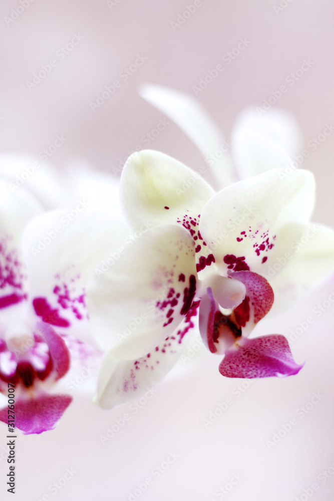 pink white orchid flowers close up