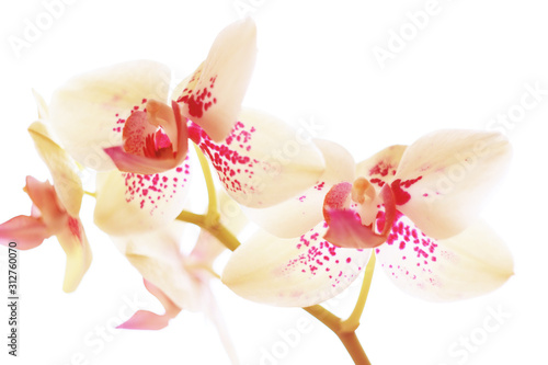 pink white orchid flowers close up © Iveta