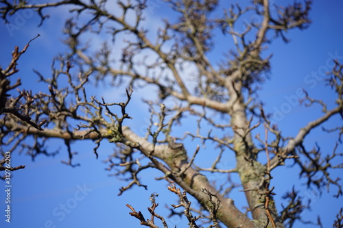 Old dry pear tree with bare branches on blue sky background, sunny day. © Omega