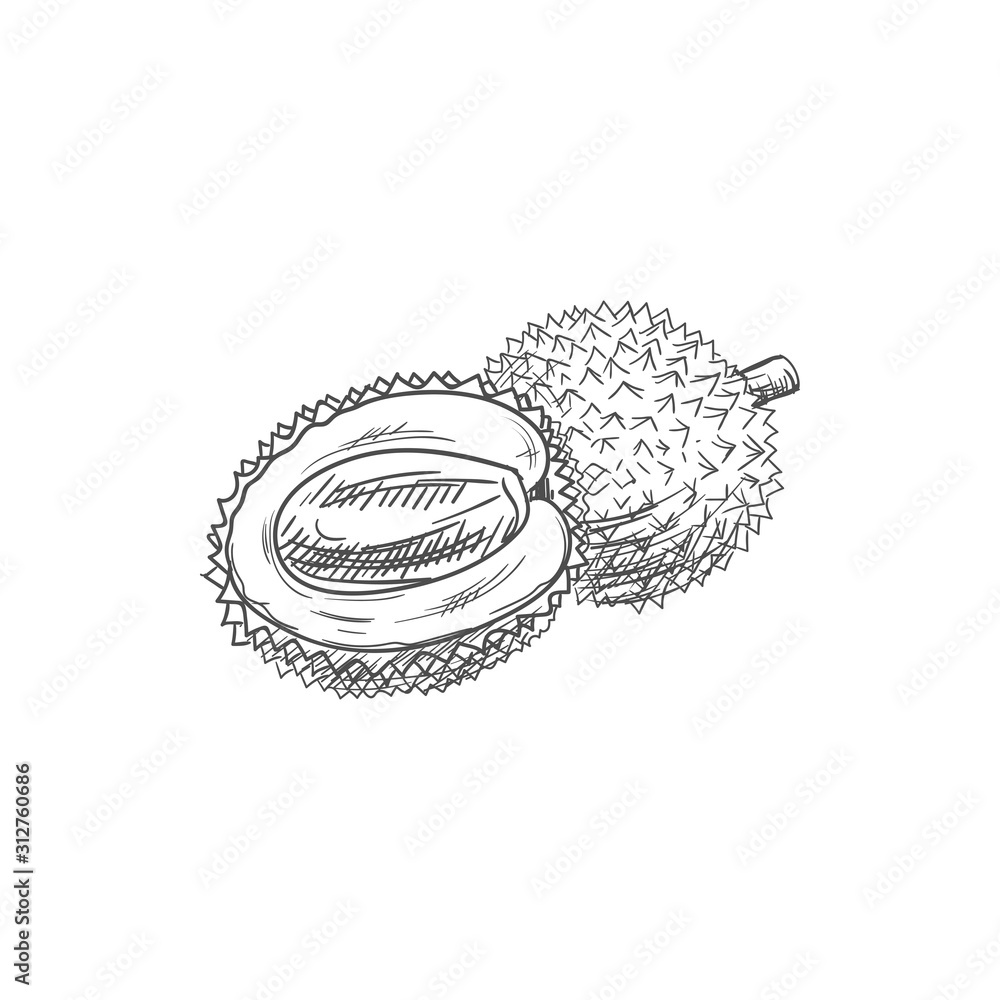 Lychee fruit sketch. Vector isolated icon of fresh whole and peeled exotic  tropical litchi soapberry..., Vecteur de Stock, Vecteur et Image Low Budget  Royalty Free. Photo ESY-044405455 | agefotostock
