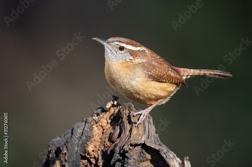 Fotografija Carolina Wren on Stump