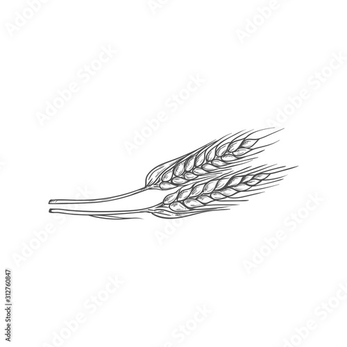Golden grain spica isolated ears of wheat sketch. Vector bread plant, flour ingredient, dried whole grains