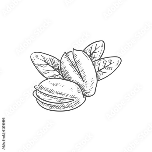 Peeled pistachio nuts, in hard shell and with leaves isolated sketch. Vector vegetarian food snacks