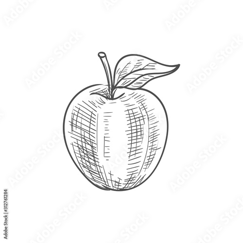 Apple with leaf isolated autumn or summer fruit sketch. Vector vegetarian dieting food