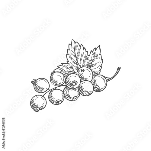 Canvas Print Black currant fruit isolated berries and leaves