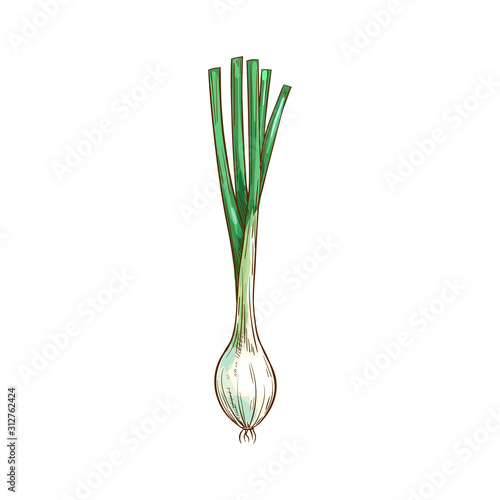 Young spring onion isolated food sketch. Vector scallion greens, vegetarian condiment photo