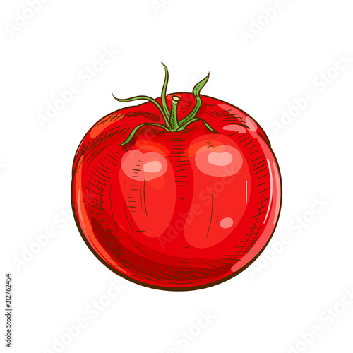 Tomato isolated red organic vegetable sketch. Vector tomato cherry berry, dieting food
