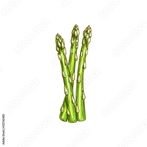 Green asparagus stalk isolated herb condiments. Vector vegetarian food, greenery grocery stalks