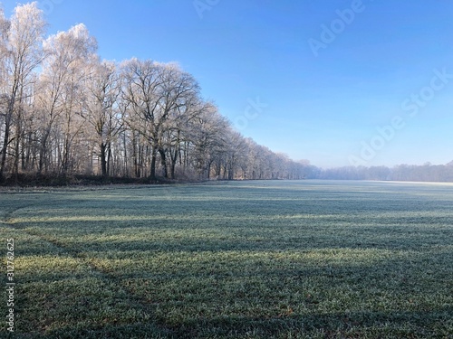 Winterliche Landschaft mit von Raureif   berzogenen B  umen und Wiesen bei Frost und blauem Himmel