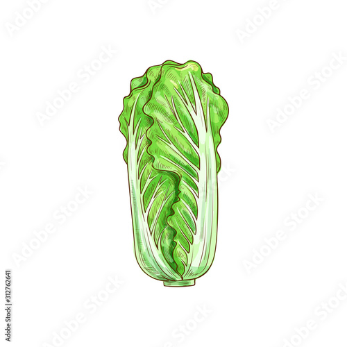 Peking cabbage isolated green leafy vegetable sketch. Vector nappa or Romaine lettuce, chinese cabbage