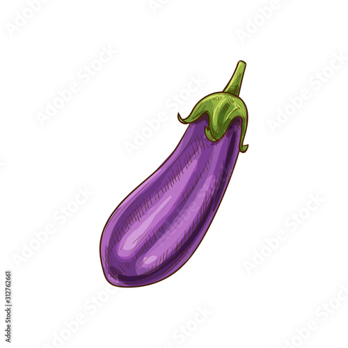 Aubergine vegetable, eggplant isolated sketch. Vector purple vegetable, whole brinjal edible fruit