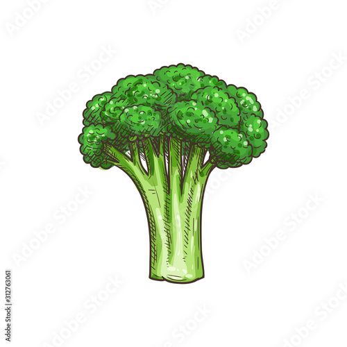 Broccoli isolated green vegetarian food sketch. Vector green cabbage, organic raw vegetable