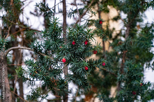 Christmas holly red berries with green leaves and fir branches  close up