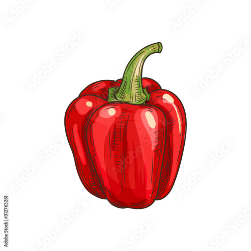 Sweet red capsicum isolated sketch. Vector bulgarian bell pepper, fresh vegetable