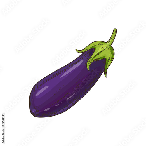 Aubergine vegetable, eggplant isolated sketch. Vector purple vegetable, whole brinjal edible fruit