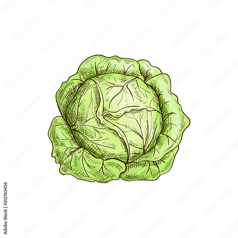 Fototapeta premium Green leafy cabbage head isolated vegetable. Vector headed cabbage, raw vegetarian food