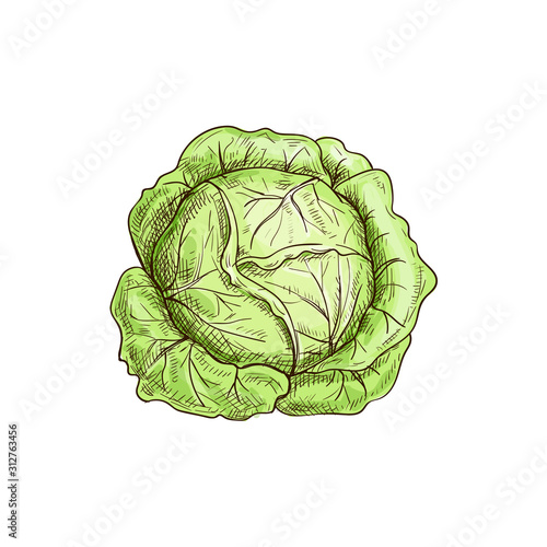 Green leafy cabbage head isolated vegetable. Vector headed cabbage, raw vegetarian food