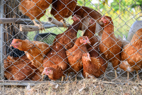 Flock of Hens husbandry in chicken coop © Mumemories