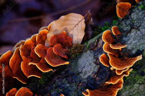 closeup of fungi growing on tree trunk