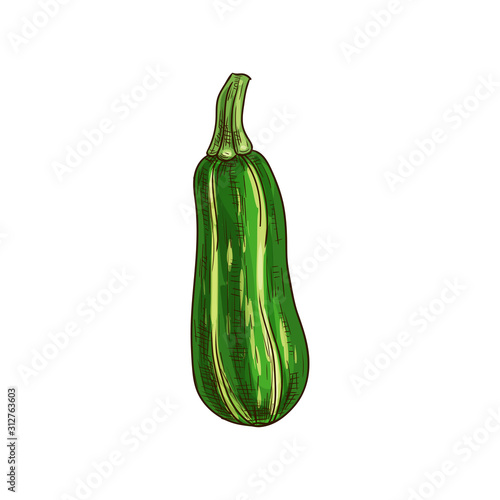 Green zucchini vegetable isolated sketch. Vector vegetarian food, striped squash or marrow with stem