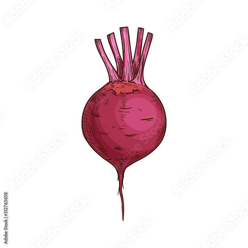 Fresh radish with green leaves isolated. Vector vegetarian food, pink root