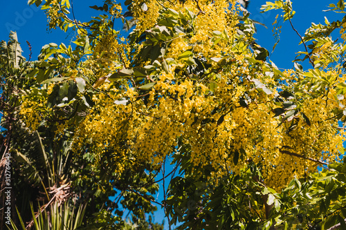 cassia fistula golden shower tree with plenty of flowers shot on a sunny summer day