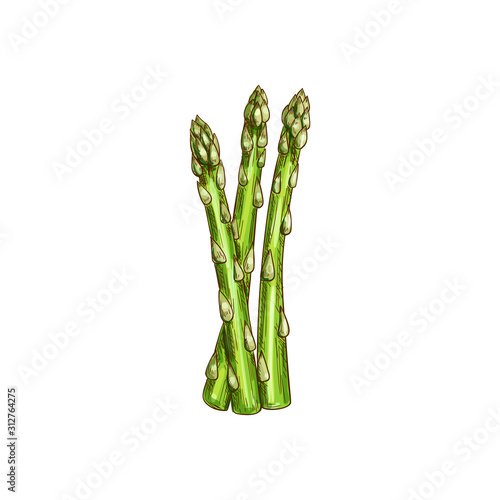 Green asparagus stalk isolated herb condiments. Vector vegetarian food, greenery grocery stalks