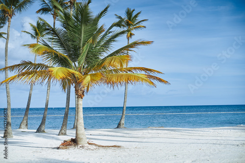 palm tree on the beach