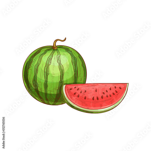 Watermelon sketch isolated berry fruit. Vector striped juicy melon, vegetarian food