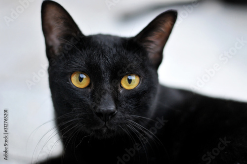Portrait of black cat.