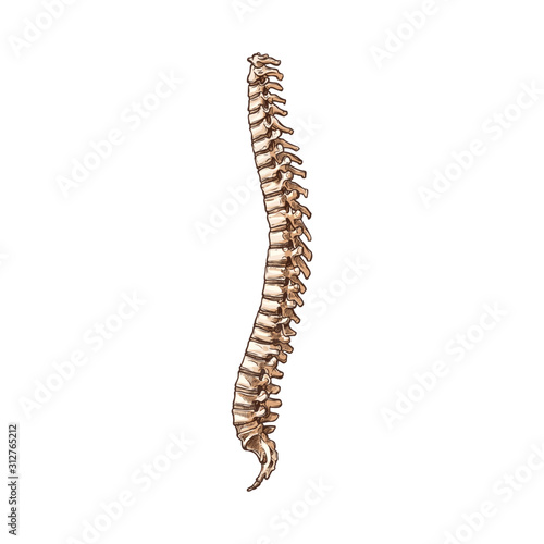Spine cord isolated human skeleton part. Vector cervical and thoracic, lumber and sacrum, coccyx spinal