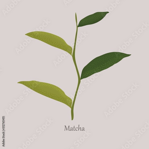 Green fresh leaves of a match plant on a gray background. Organic healthy leaves for tea. Stem grassy match plant and logo.