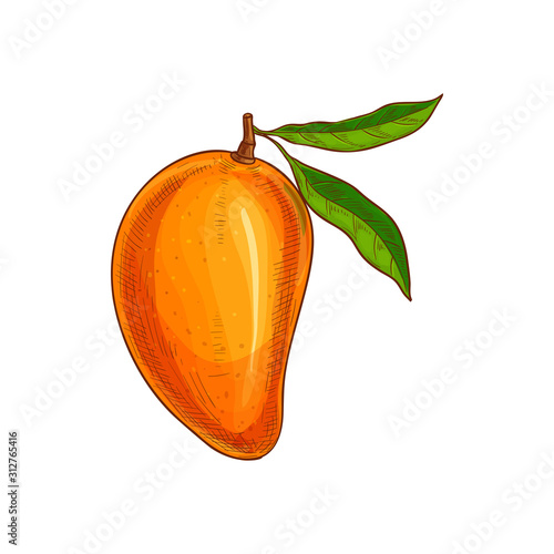 Whole exotic mango fruit with green leaf isolated sketch. Vector tropical food, stone fruit