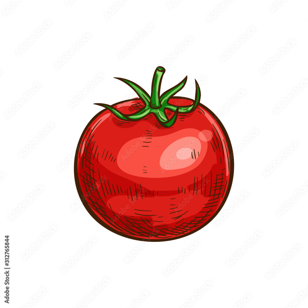 Tomato isolated sketch icon. Vector berry vegetable, cherry tomato with leaf - obrazy, fototapety, plakaty 