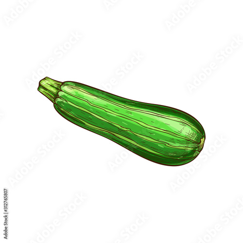 Green zucchini vegetable isolated sketch. Vector vegetarian food, striped squash or marrow with stem