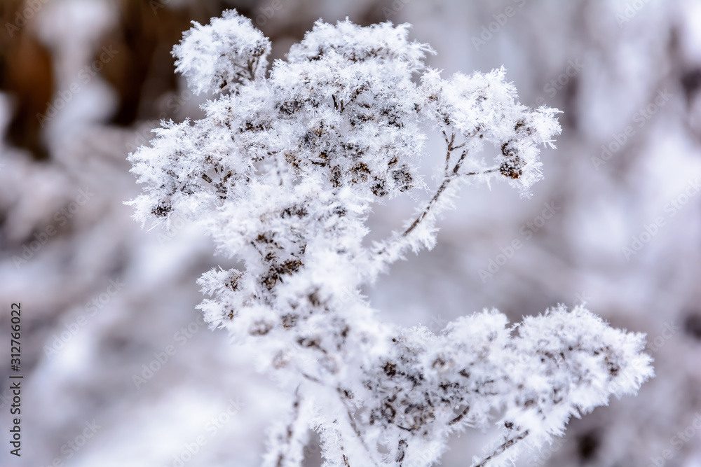 Beauty of nature in winter