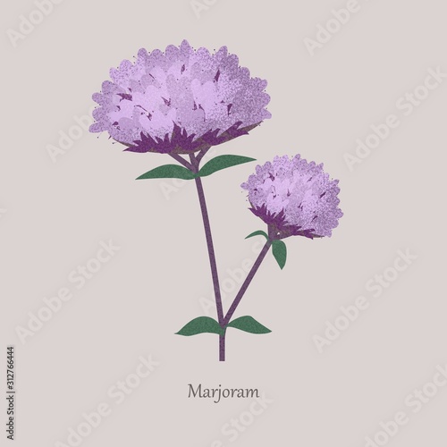 Perennial herb marjoram with purple bloom. Stem healthy fragrant plant with green leaves on a gray background.